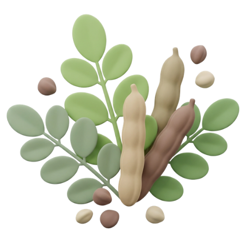 Moringa Seed Oil